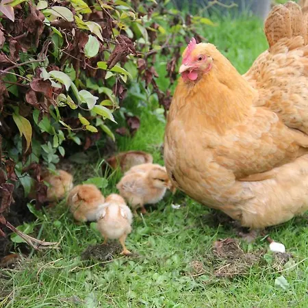 Bed and breakfast Munkebjerg Børkop