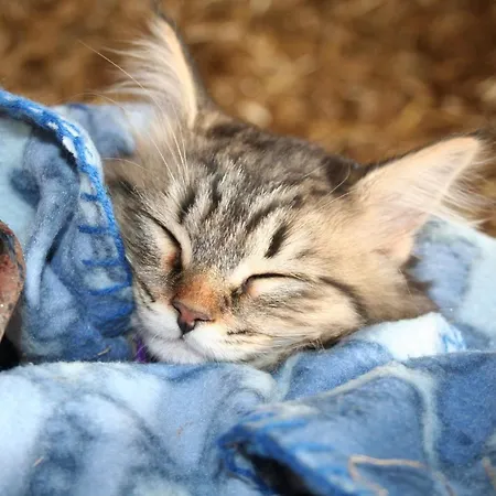 Munkebjerg فندق مبيت وإفطار Børkop